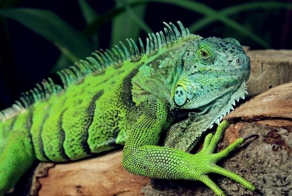 A green iguana at the Australian Reptile Park on the Central Coast