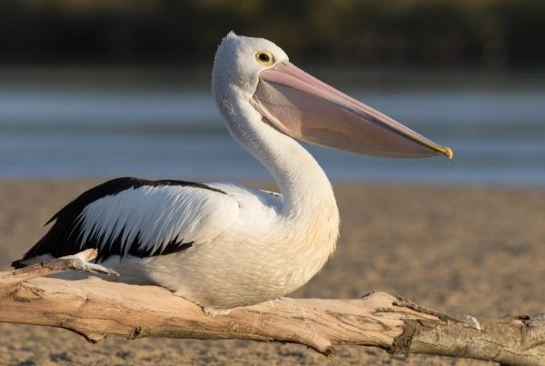 A pelican resting on driftwood at The Entrance on the NSW Central Coast