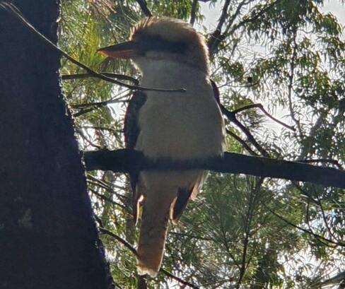 A kookaburra perched in a tree near Lake Macquarie